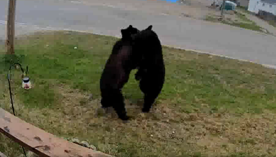 greenstone-bears-may-2025(crop)