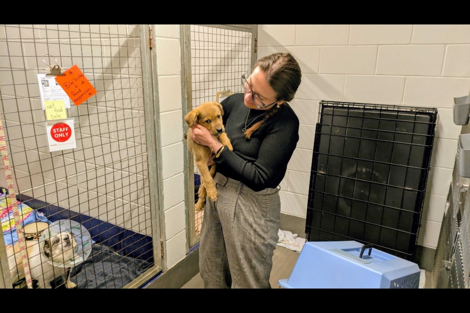 Shawna Beaulieu, executive director of TBDHS, holds a puppy. (May 15, 2025)