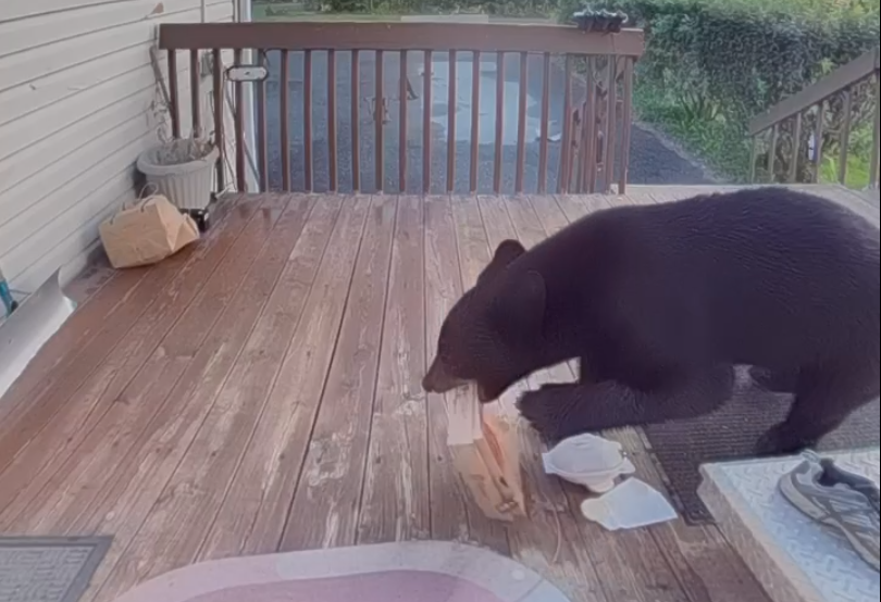 A medium-sized bear was quick to take advantage of the opportunity to grab a fast-food order from a home on Fort William First Nation on Sept. 1, 2025 (submitted image)