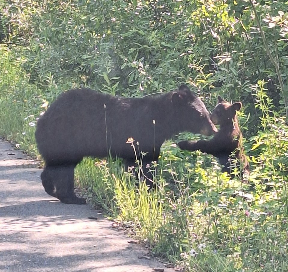 mount-mckay-bear