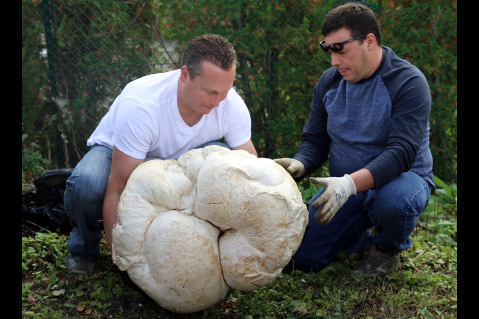 Adrian Karasiewicz (left) and Joe Dennhardt picked a mushroom this week that weighs 52.2 pounds and measures 81 inches in circumference.