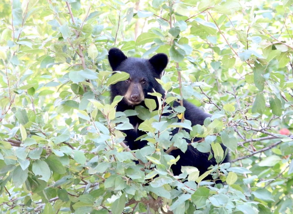Bear in apple tree (3)