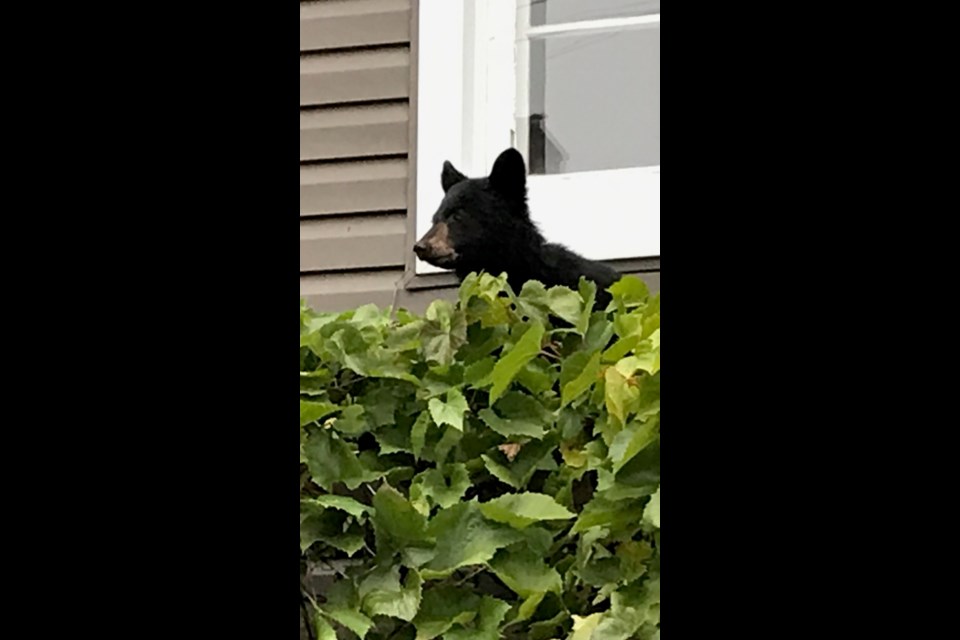 This little guy was munching on grapes Saturday outside a North Court St/Harrington Ave. area home (Rob LeGros/TBTV photo)