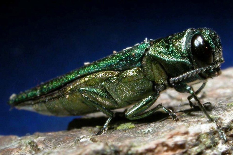 The emerald ash borer attacks only ash trees. (emeraldashborer.info)