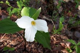 Trillium Gov't Flower