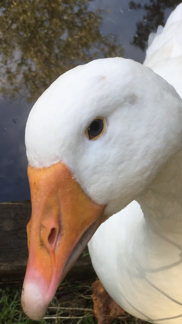 Centennial Park Goose