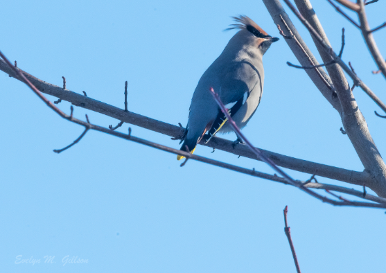 Bohemian Waxwing