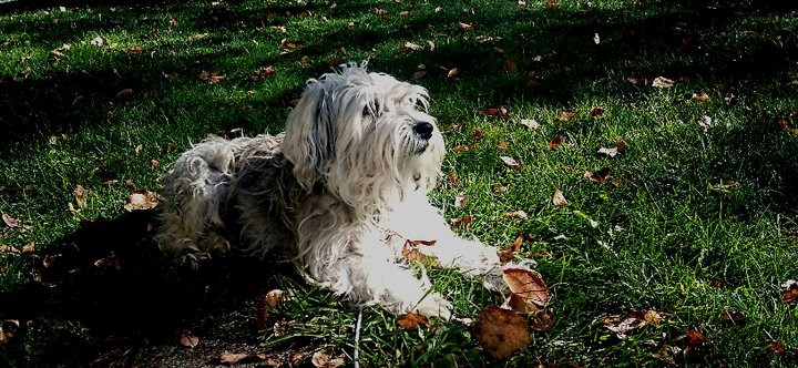 Dog