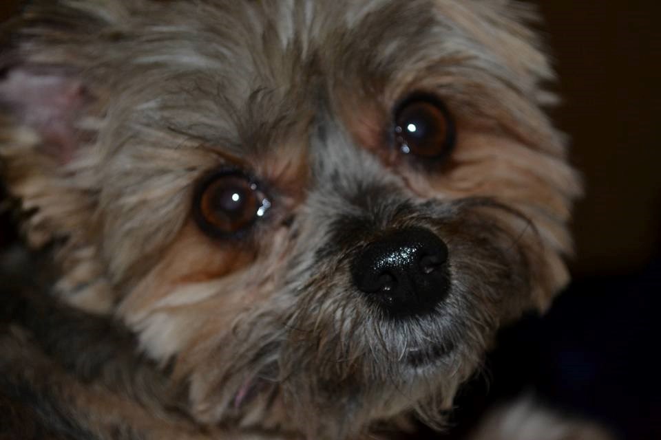 Dog3