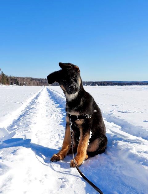 LakeSuperiorpup