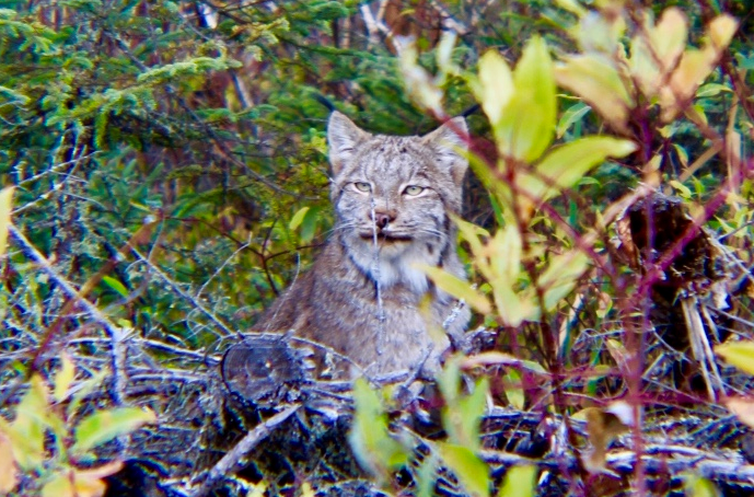 Lynx