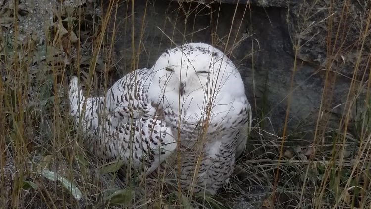 snowy owl-web