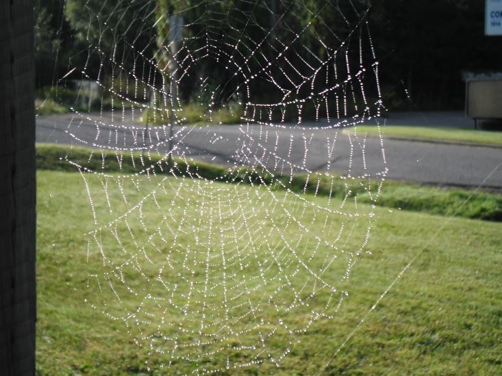 Spiderweb