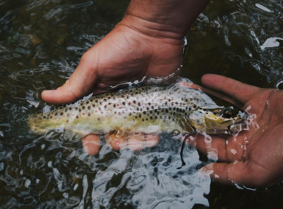 fishing-fish-festival-derby