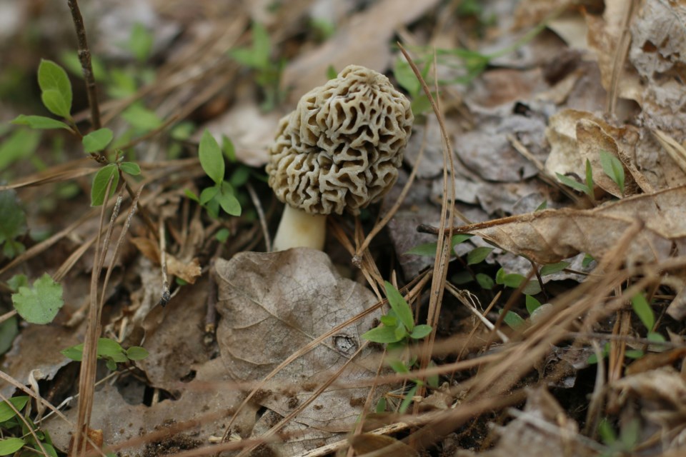 morel-mushroom
