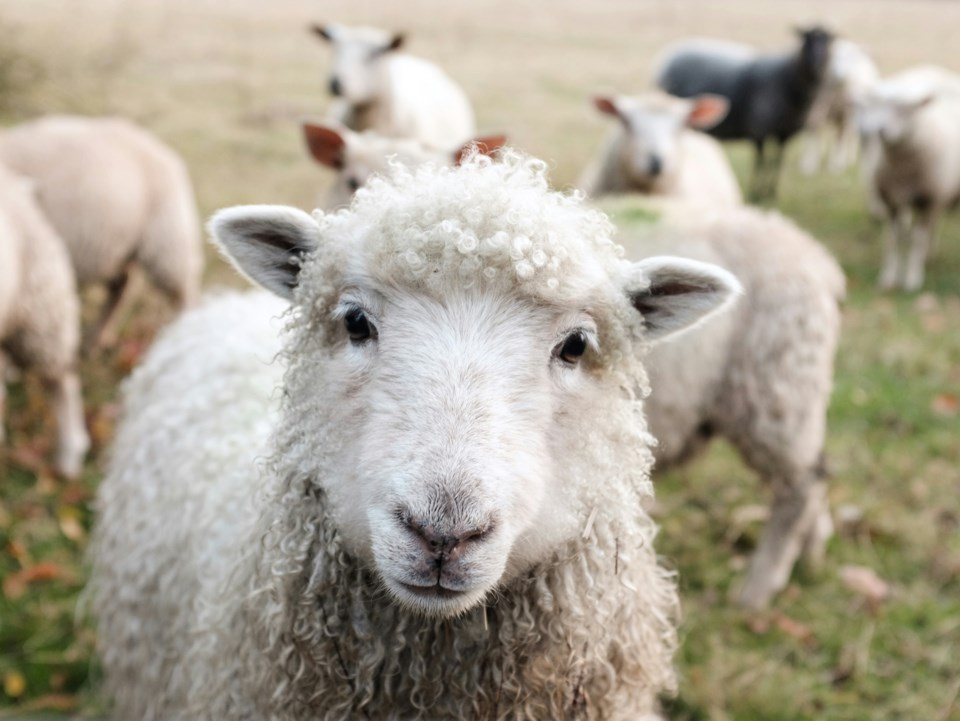 sheep-lamb-farm-animal