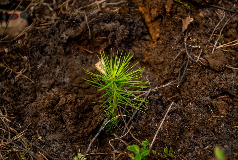 tree-seedlings