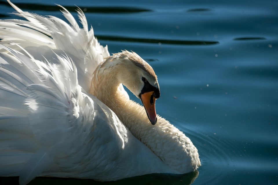 white-swan-water