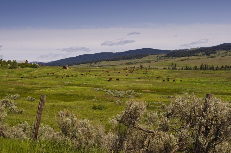 Cattle,Grazing,On,The,Diamond,S,Ranch,Near,The,Town