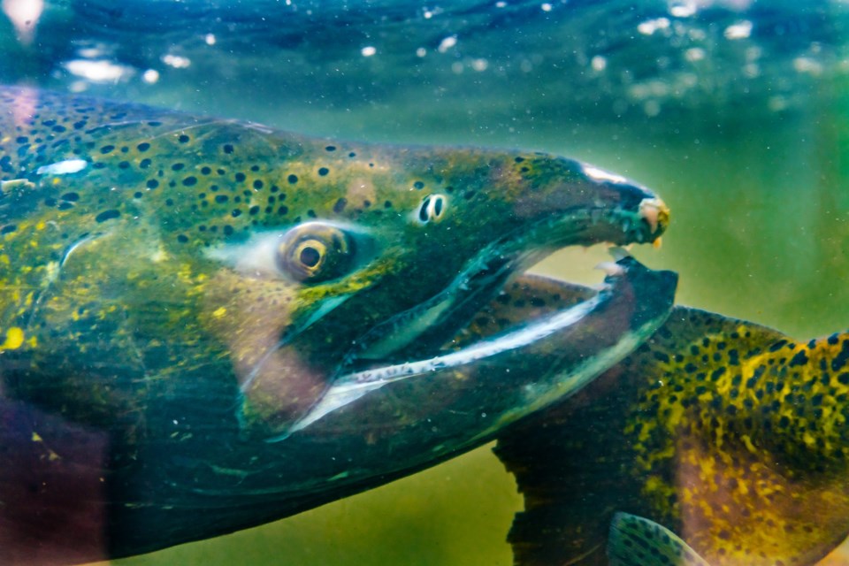 Salmon,Oncorhynchus,Tshawytscha,Issaquah,Hatchery,Washington.,Salmon,Swim,Up,Issaquah