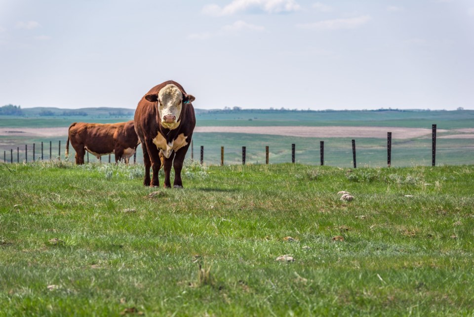Hereford,Bulls,Standing,And,Grazing,In,A,Prairie,Pasture,In