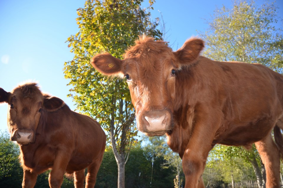 Two,Brown,Cows,Standing,Next,To,Each,Other,,One,Slightly