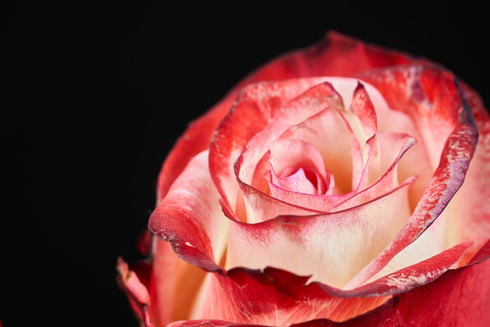 Red,And,White,Rose,On,Black,Background,Macro