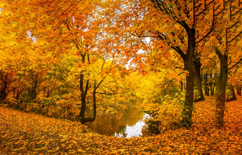 Autumn,Forest,Lake,Water,Landscape