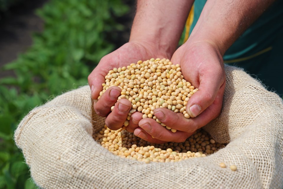 Soybean,Grain,In,A,Hands,Of,Successful,Farmer,,In,A