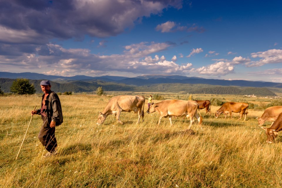 Mature,Shepherd,Man,With,His,Flock,Of,Cows,On,A