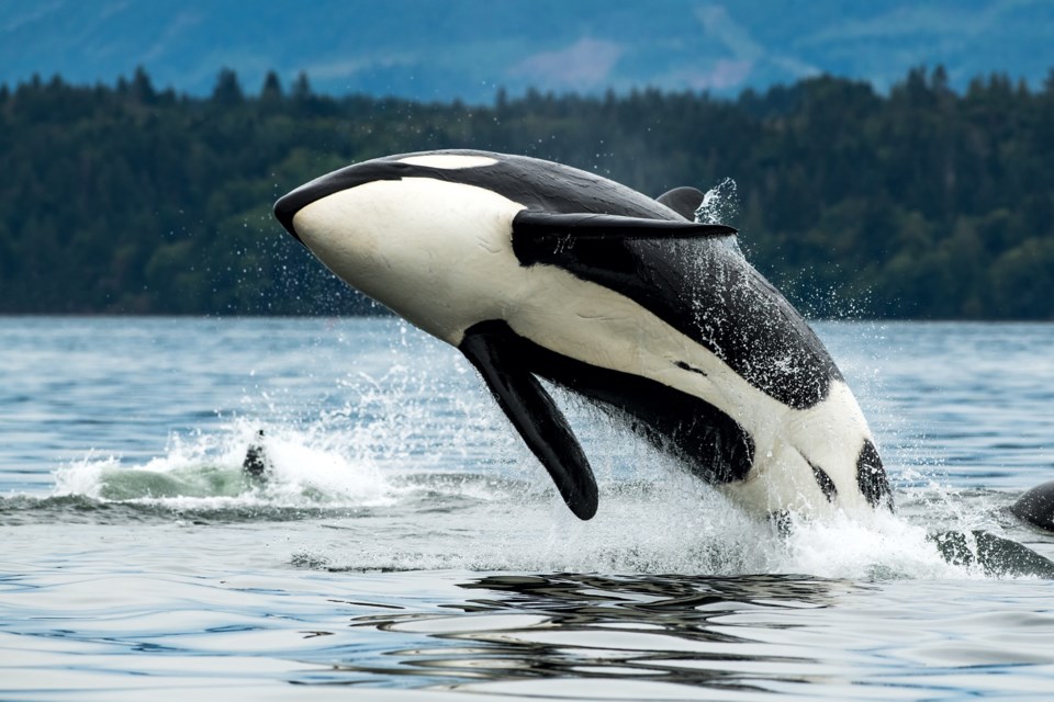 A,Bigg&#8217;s,Orca,Whale,Jumping,Out,Of,The,Sea,In