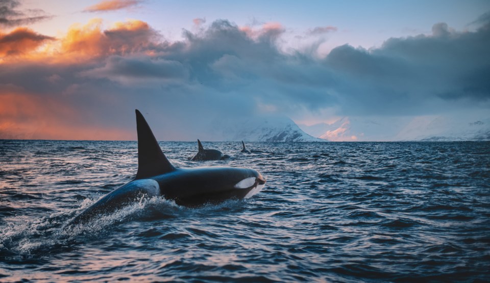 Orca,Killerwhale,Traveling,On,Ocean,Water,With,Sunset,Norway,Fiords