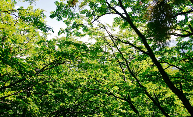 CreativeCommons-trees-creditDoug88888.jpg
