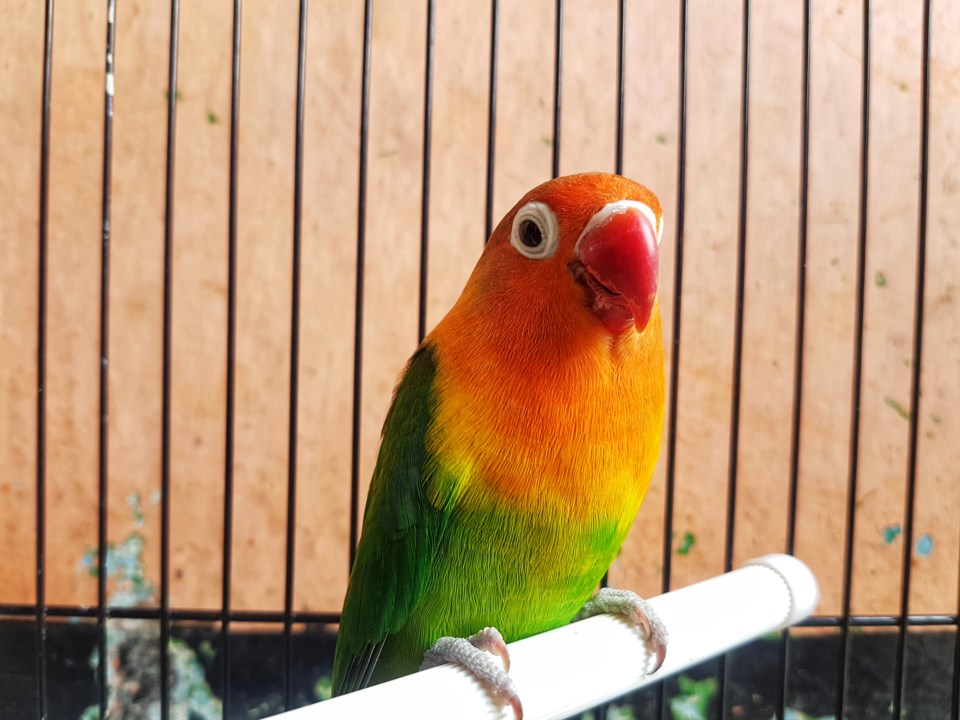 tax-on-parrots