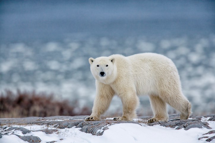 polar bear churchill manitoba rebecca r jackrel getty images