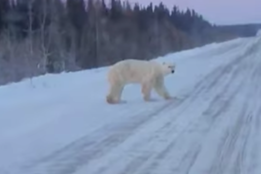 polar-bear-on-highway-280-in-northern-manitoba-dec-7-2022