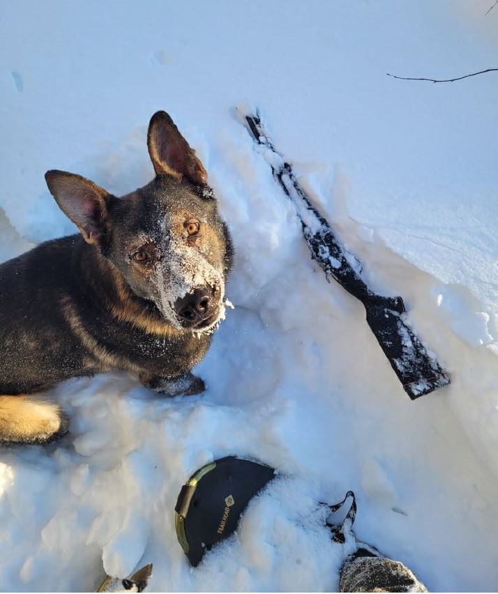 Manitoba RCMP police service dog Linkin