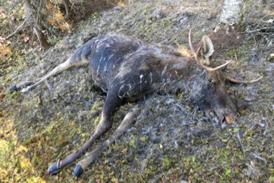 moose wasted near wabowden sept 2022