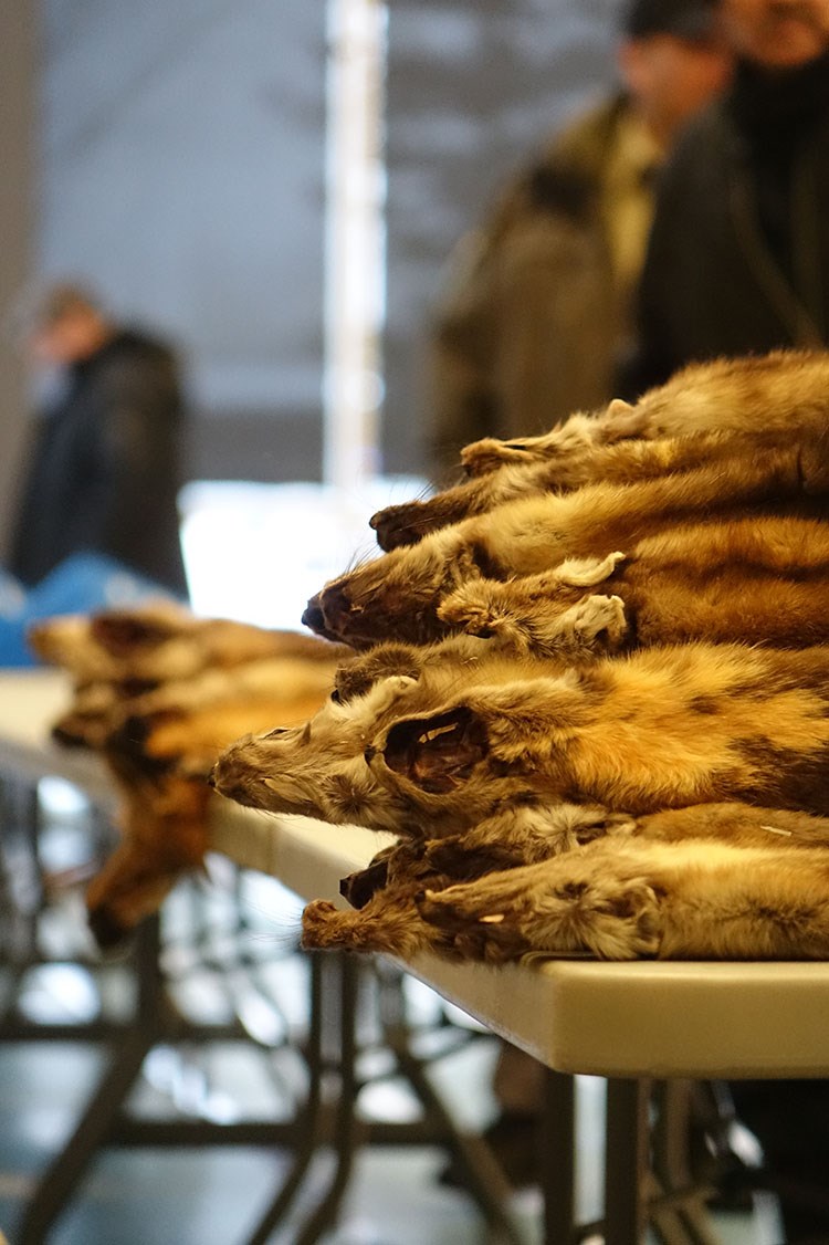 manitoba-trappers-association-thompson-fur-tables-5-dec-16-2022