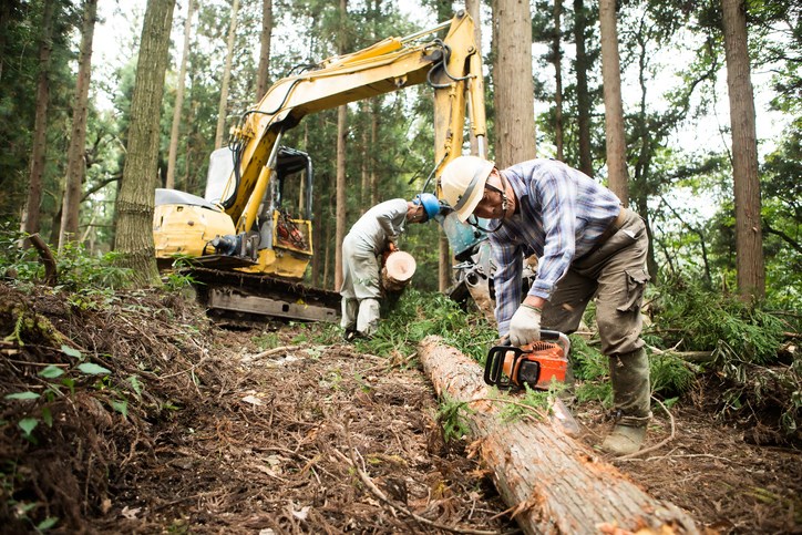 stock forestry photo by Taiyou Nomachi Getty Images