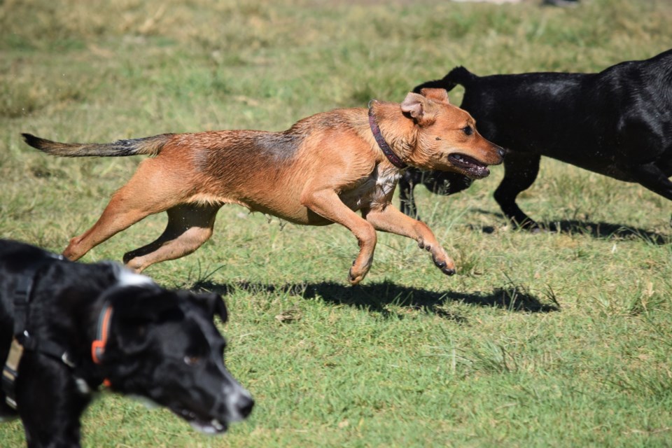 Dogs having fun in the park.