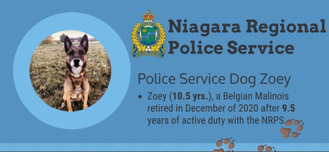 Zoey the police dog busted more than $180,000 worth of drugs during her career. Photo: NRPS