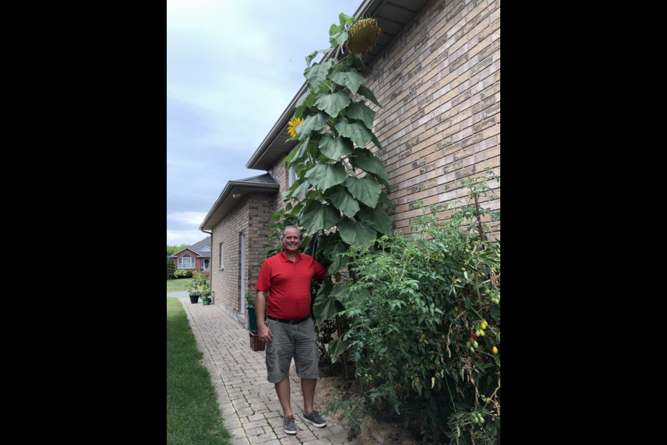 A 15 ft sunflower, taller than the house of former Thorold Mayor Henry D'Angelas house was one of the high-points of this year's harvest. Photo: Supplied