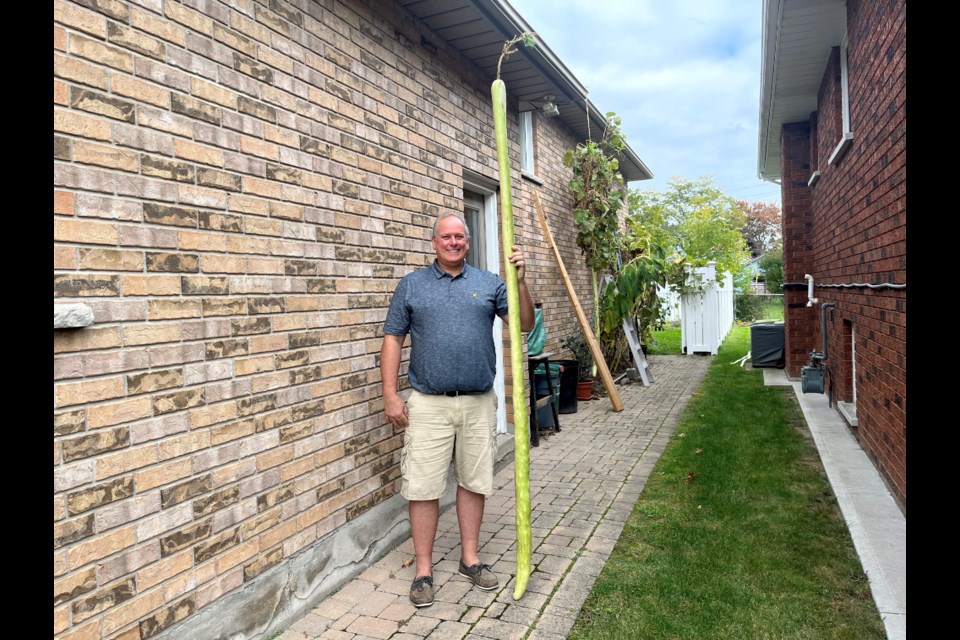 Thorold resident Henry D'Angela might be the new world record holder for longest zucchini.