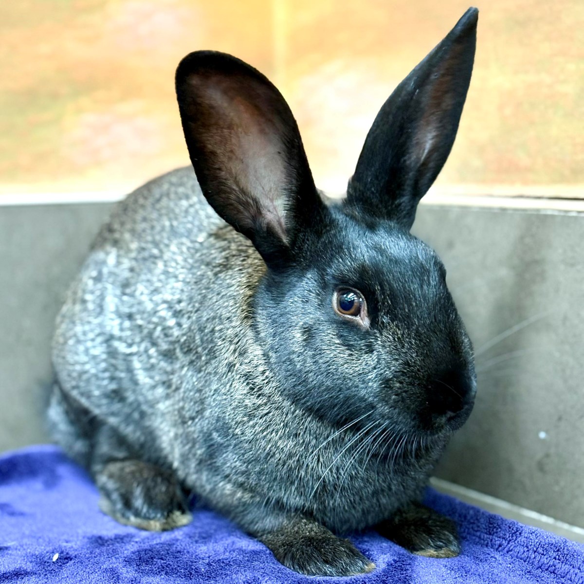 ADOPT ME: Bunatella Versace is one stylish baby bunny