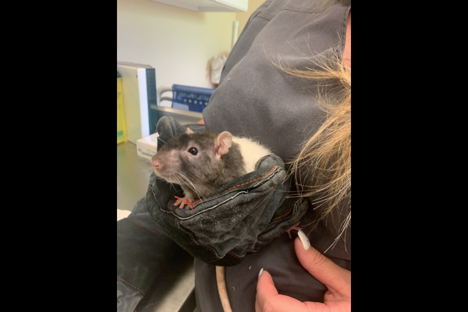 The rats are currently recovering at the Fort Erie SPCA shelter. Photo: Fort Erie SPCA