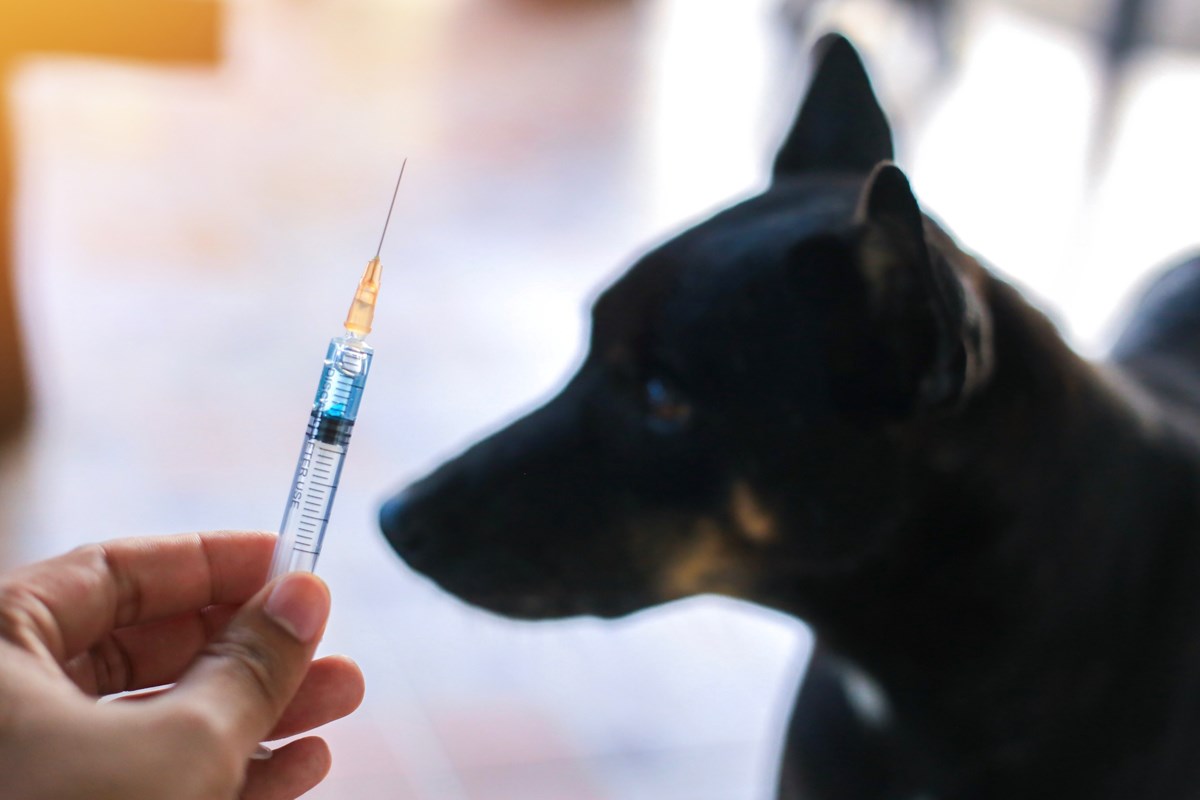 Make sure your pet's rabies vaccines are up to date Timmins News