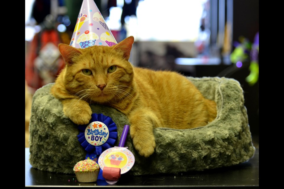 Tigger the cat is turning 12 and is celebrating at Pet Valu on Saturday. (Photo: Supplied by Pet Valu)