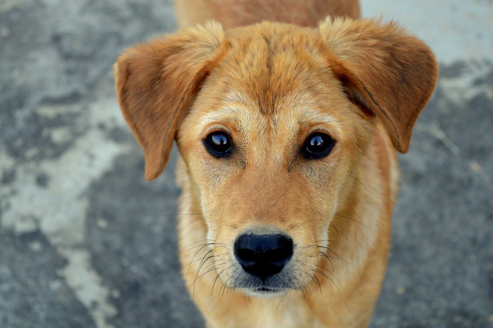 ONTARIO: Police concerned about who will enforce animal cruelty laws - Guelph News ONTARIO: Police concerned about who will enforce animal cruelty laws - Guelph News