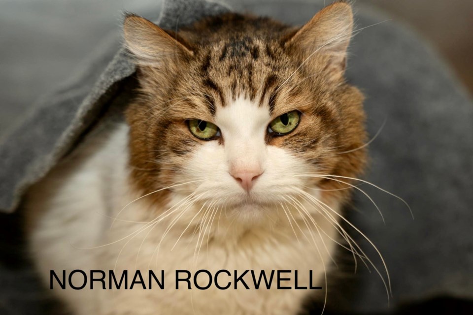 20221106thoroldadoptmenormanrockwell